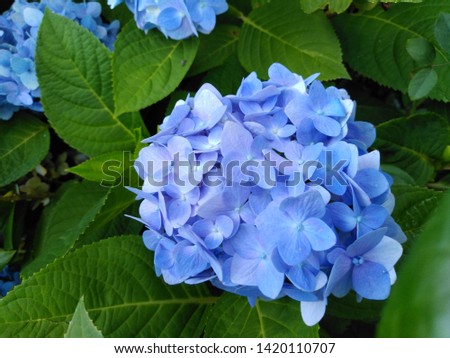 beautiful blue flowers picture, blue flower, garden blue flower, beautiful nature hydrangea photo