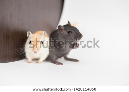Domestic rodents, mice sit having nestled to each other