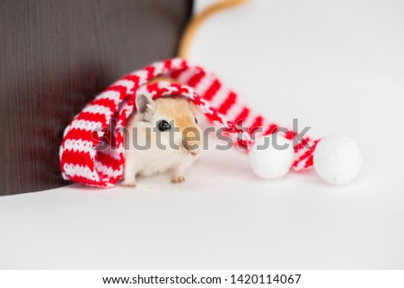 The Mongolian gerbil sits on a white background in a Christmas red-white scarf pompons