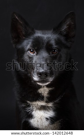Portrait of a Black Dog