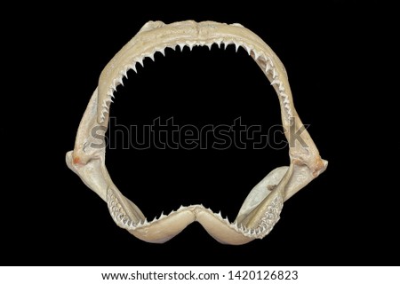 Shark jaw on black background Royalty-Free Stock Photo #1420126823