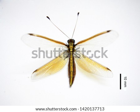 Insect-shaped dragonfly, but with 1 pair of mustaches. This insect is an adult term called Antlion or Owlfly. It is found in the family Myrmeleontidae, found in Thailand, Chiang Mai.