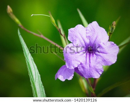 Popping pod flowers (Ruellia tuberosa) blossom on its branches,selective focus macro