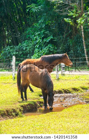Horse in farm at Pang Tong, Mae Hong Son, Thailand