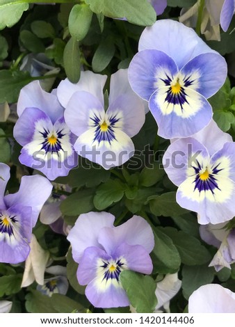 Blue tricolor pansy flowers  - viola blossom - viola tricolor