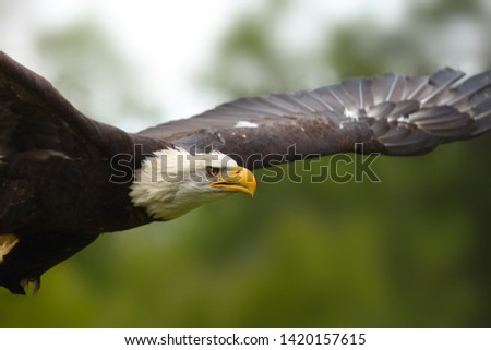 The bald eagle (Haliaeetus leucocephalus) , portait of big female with color background. Big eagle portrait in flight.