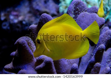 Yellow fish with coral reef