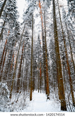 Snow covered winter forest. Tall pine trees. White landscape in a cold day