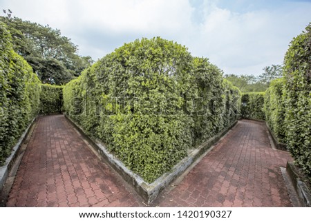 Natural background of garden decoration, green shrub decoration to be beautiful, as a point of interest and stop taking pictures while traveling
