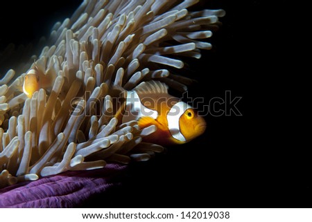 Clown fish in anemone on black background