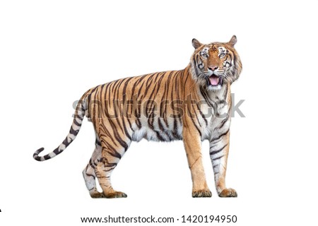 Tiger action on white background.
