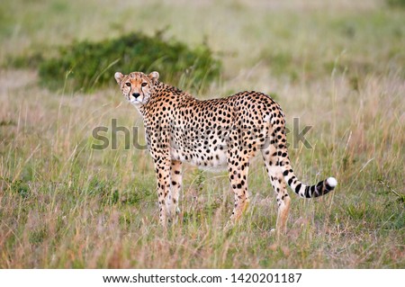 Beautiful cheetah (Acininyx jubatus), photographed in its natural environment, standing after a hunting attempt.