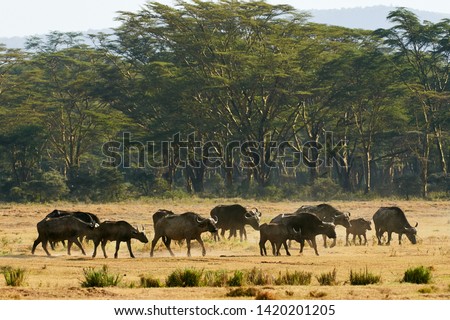 African buffalo (Syncerus caffer) photographed in the Kenya savannah while walking in a group.