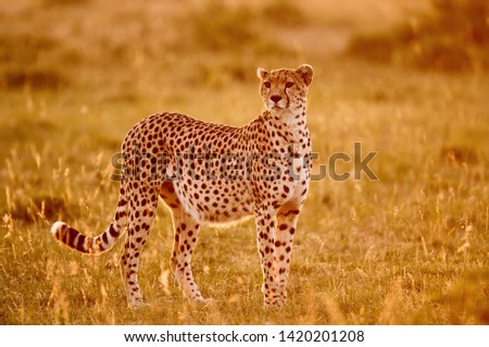 Beautiful cheetah (Acininyx jubatus) photographed against the light in african savannah.