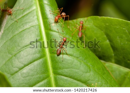 Close up crowd red ant on green leaf in nature at thailand