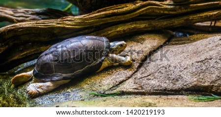 central african mud turtle walking at the water side, tropical semi aquatic turtle from Africa Royalty-Free Stock Photo #1420219193