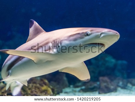 closeup of a black tip reef shark, tropical near threatened fish specie form the indian and pacific ocean