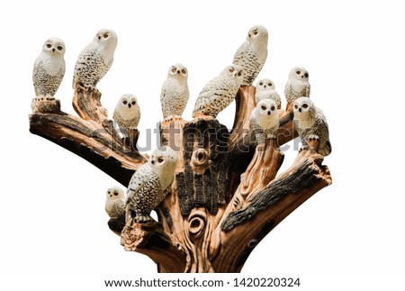 Owl family on a white background