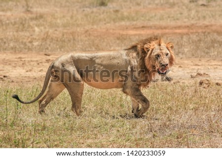 A beautiful adult lion in Tsavo National Park