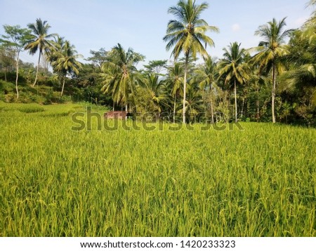 stretch of rice fields in the mountains that are green in nature in trenggalek indonesia