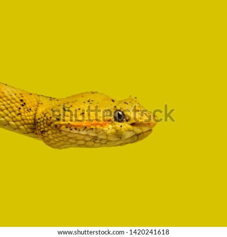 Bothriechis schlegelii, Bothriechis schlegelii, the eyelash viper, is a venomous pit viper against colored background