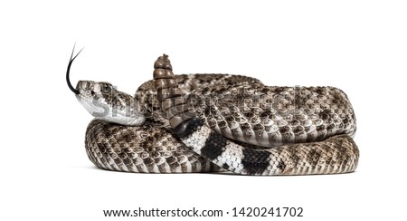Crotalus atrox, western diamondback rattlesnake or Texas diamond-back, venomous snake against white background