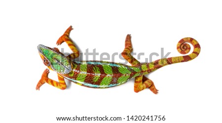 Panther chameleon, Furcifer pardalis against white background