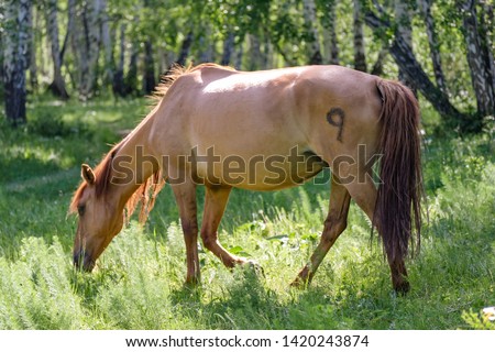 Stamp on a horse. Mounted horse in the forest