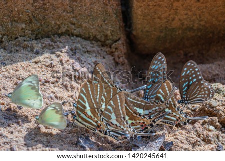 Selective focus  group butterflies on the ground and flying in nature background.Blurred Tailed Jay butterflies (Graphium agamemnon) on the rock.