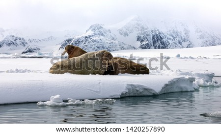 An ugly of walruses on the fast ice around Svalbard, a Norwegian archipelago between mainland Norway and the North Pole