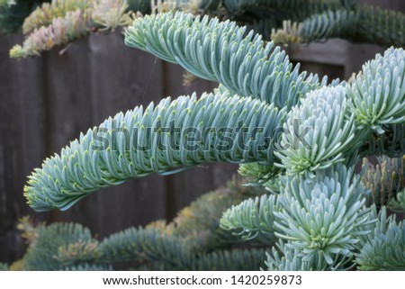 Young shoots of Abies procera glauca (Noble fir) in spring in a botanical garden. Beautiful soft blue silvery colored needles.