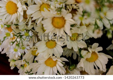 The white daisy beauty that is prepared for decoration