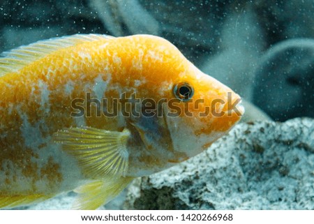Unknown fish in the water looks into the frame. Tropical fishes and corals reef in ocean. Underwater scene.