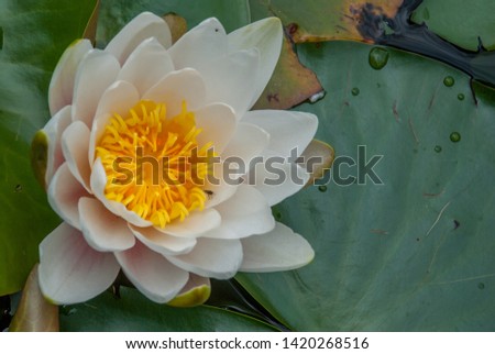 Close up in top view of white color blooming water lily or lotus flower (Nymphaea alba, Nymphaea lotus) isolated on white background. Free space for your text.