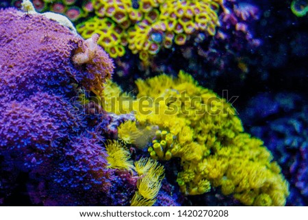 Corals in a marine aquarium. Coral Barrier Reef.underwater coral reef landscape .