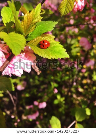 Pink spring flowers in the park.  Ladybug on a green leaf.