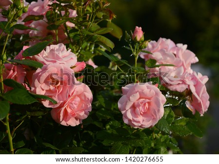 Close up of beautiful pink roses in the garden in sunny summer day