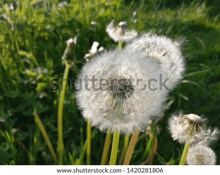 close up of dandelions in a field  Royalty-Free Stock Photo #1420281806