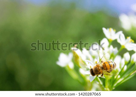 Honey bee on white flower while collecting pollen close up macro. Blurred space for your text, banner for website.