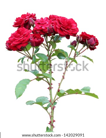 beautiful red roses isolated on white Royalty-Free Stock Photo #142029091