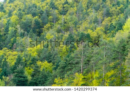 Mixed deciduous and coniferous forest with amazing colors