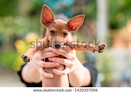 close-up on human hands holding a chihuahua,  blur background.