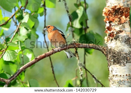 chaffinch birds of finland wildlife lakes forests of fir and birch summer flowers Royalty-Free Stock Photo #142030729
