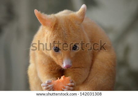 this is a close up of a golden possum eating fruit