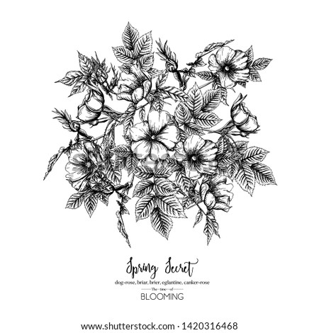 Dog-rose, briar, brier, eglantine, canker-rose. Template for wedding invitation, greeting card, banner, gift voucher. Graphic drawing, engraving style. Vector illustration in black and white.