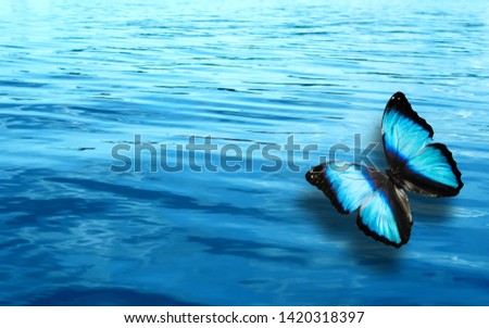 colored tropical butterfly on the background of water