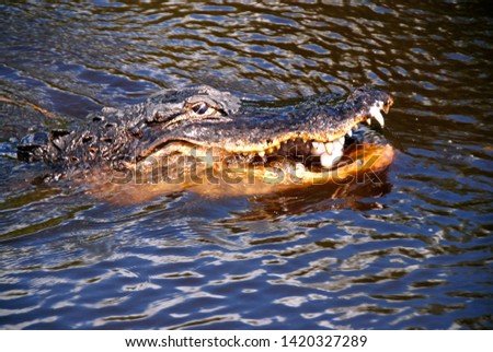 close up on Alligator swimming in dark water in Everglades National Park