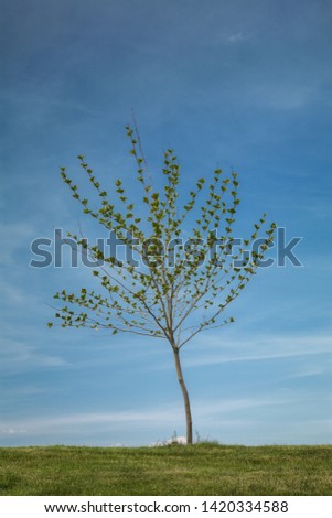 Lonely tree on a hill, natural landscape