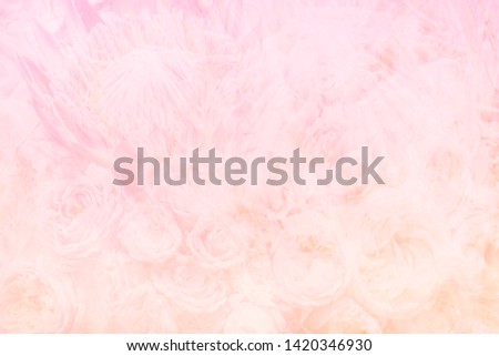 Blurred abstract pink roses background