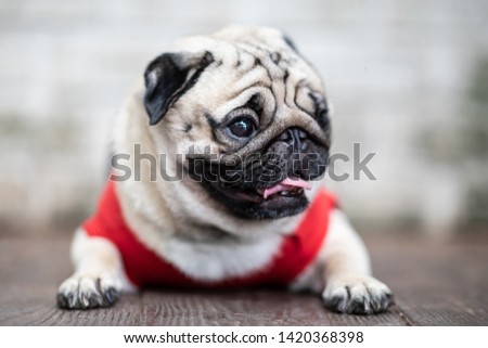 cute dog pug breed have a question and making funny face feeling so happiness and fun,Selective focus,Friendship Concept